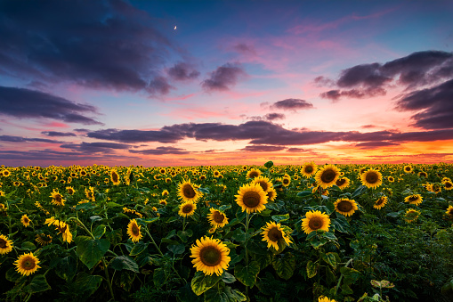 Sunflowers Sunset Pictures | Download Free Images on Unsplash