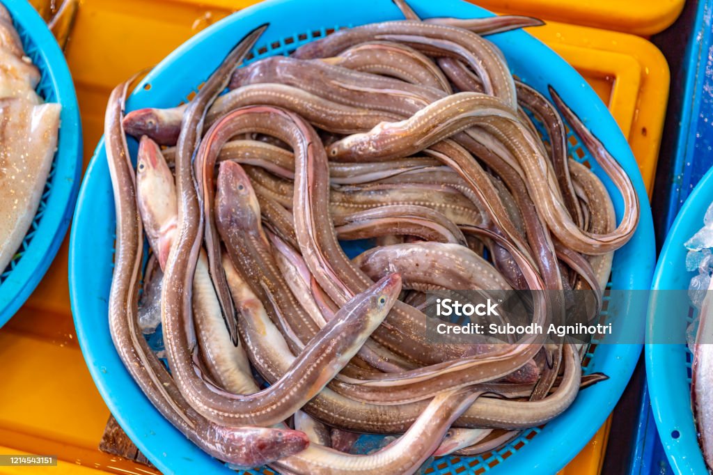 ขายอาหารทะเลสดในตลาดปลาในปูซาน เกาหลี ภาพสต็อก - ดาวน์โหลดรูปภาพตอนนี้ -  Jagalchi Market, กลางแจ้ง - การตั้งค่า, การขาย - เหตุการณ์เชิงพาณิชย์ -  Istock