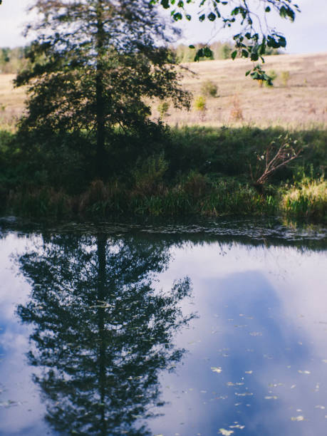 istock reflection of trees in a small forest river 1214543811