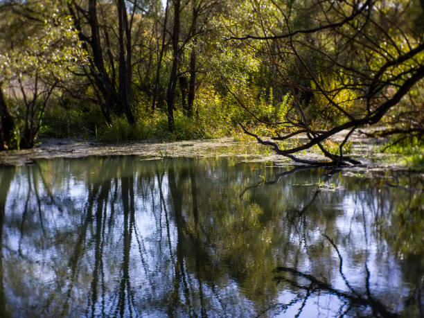 istock reflection of trees in a small forest river 1214543931