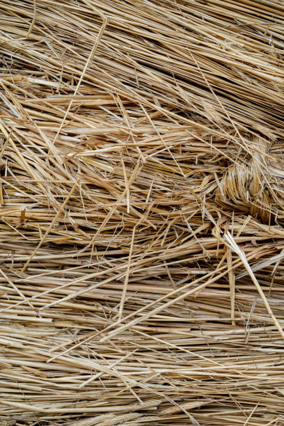 istock Wall made of straw. 1214546753