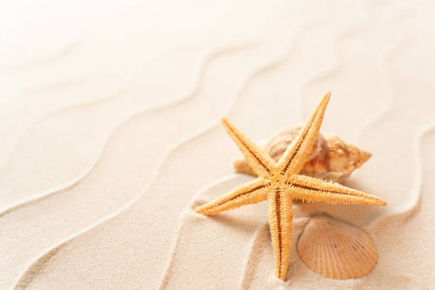 soft focus summer beach background with shell Seastar, vacation and travel concept, Flat lay top view copy space, Minimal exotic concept. Creative layout of sand waves.