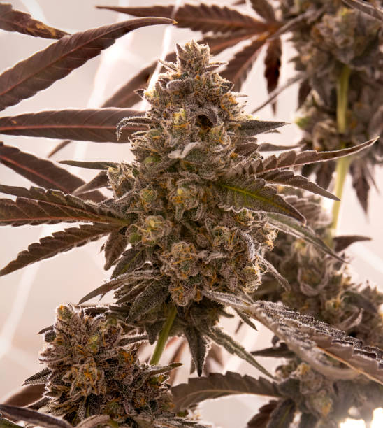 istock Pot Plant Marijuana Buds, Cannabis Hemp Weed Farm 1214547817