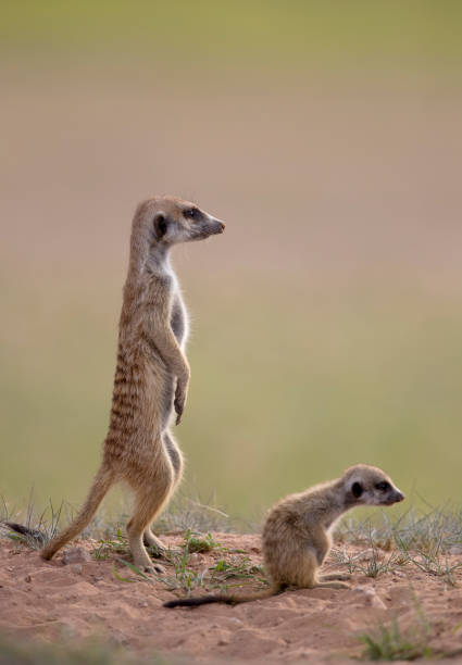 istock Suricate in the Kalahari desert 1214548158