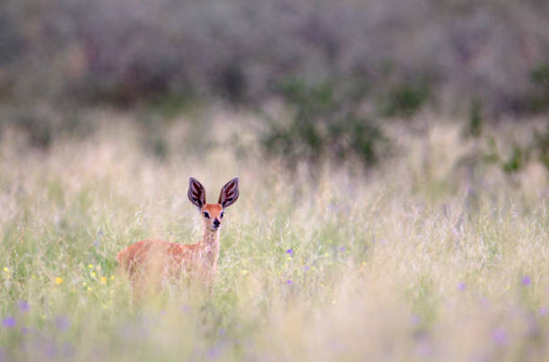 istock Capricorn, young in the bush. 1214548185