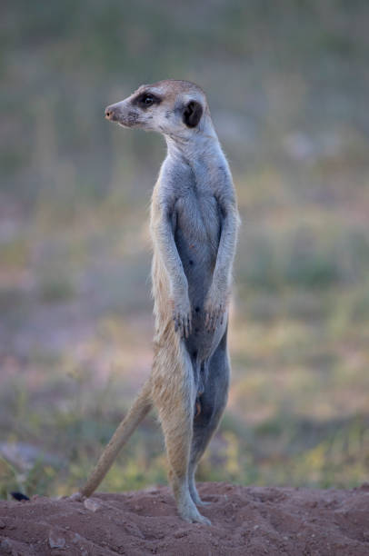 istock Suricate in the Kalahari desert 1214548360