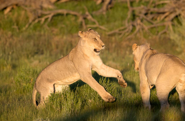 istock African lion in the desert 1214548431
