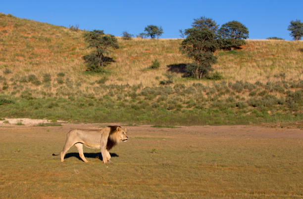 istock African lion in the desert 1214548472