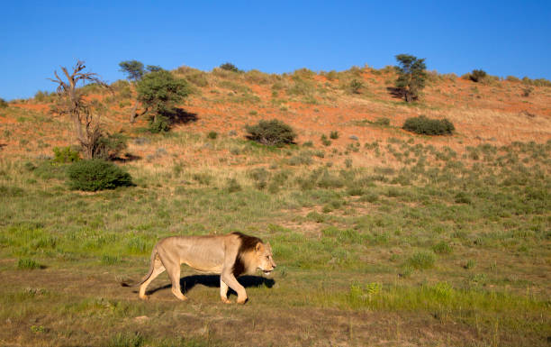 istock African lion in the desert 1214548488