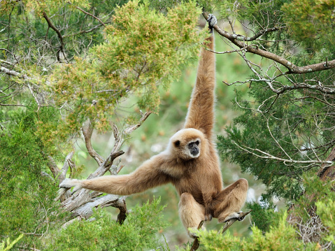 Beautiful Mature Male White Handed GibbonSwinging Through the Trees