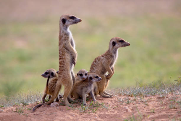 istock Suricate in the Kalahari desert 1214549255