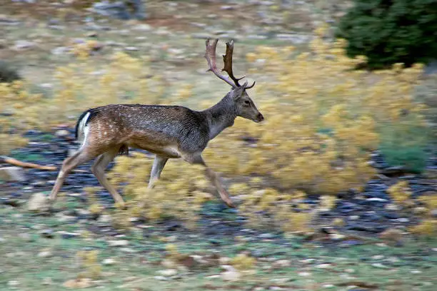 Photo of Gamo in heat, in the Sierras de Cazorla, Segura and Las Villas.