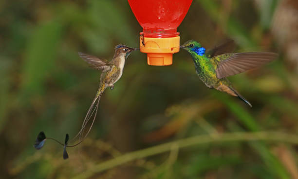 istock Marvelous Spatuletail and Sparkling Violetear 1214550239