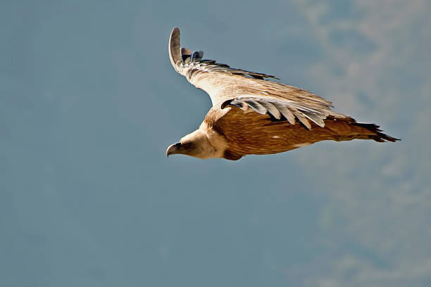 Vulture planning, in the Sierras de Cazorla, Segura and Las Villas. Griffon vulture gliding over the rocky cuts of the vulture of Peña Alcón, in the Natural Park of Cazorla, Segura and Las Villas. jaen stock pictures, royalty-free photos & images