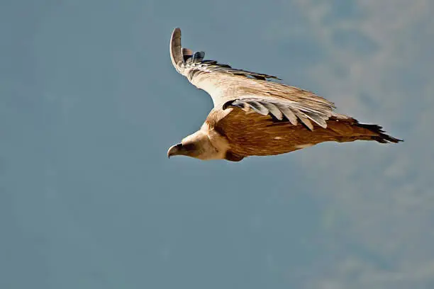 Photo of Vulture planning, in the Sierras de Cazorla, Segura and Las Villas.
