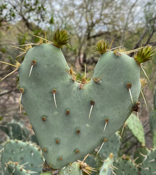 istock I Love Arizona 1214550317