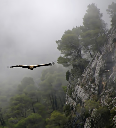 Griffon vulture flying among the morning mists of the palomera vulture, in the Natural Park of Cazorla, Segura and Las Villas.