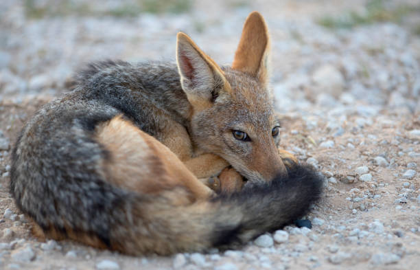 istock Black-backed Jackal in the desert. 1214550487