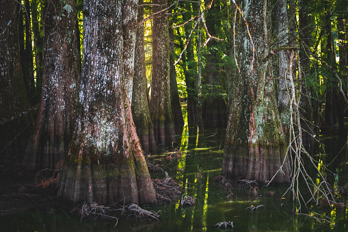 Close-up view of several bald cypress tree trunks in lake water in French marshes at twilight, dawn. This color photography was taken during a summer day, in end of july, in Isere department in Auvergne-Rhone-Alpes region in France, Europe.
