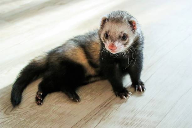 istock A small furry ferret is lying on the floor 1214550806