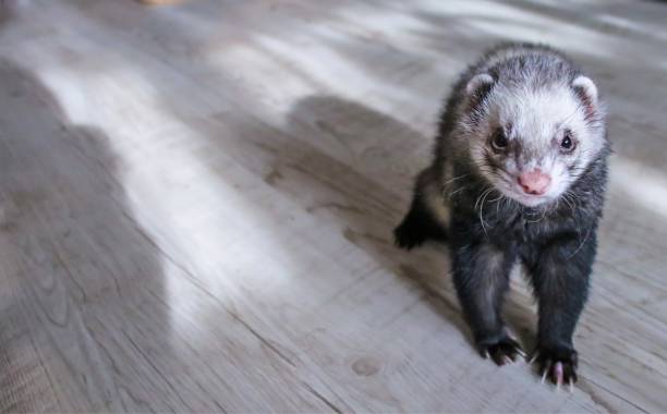 istock A small furry ferret is lying on the floor 1214550824