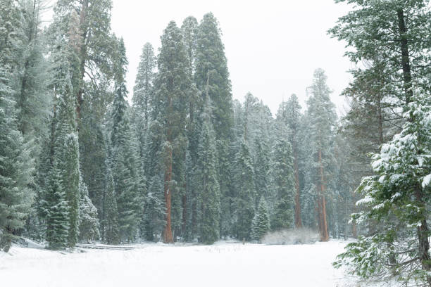 istock Sequoia National Park with fresh winter snowfall. 1214551984