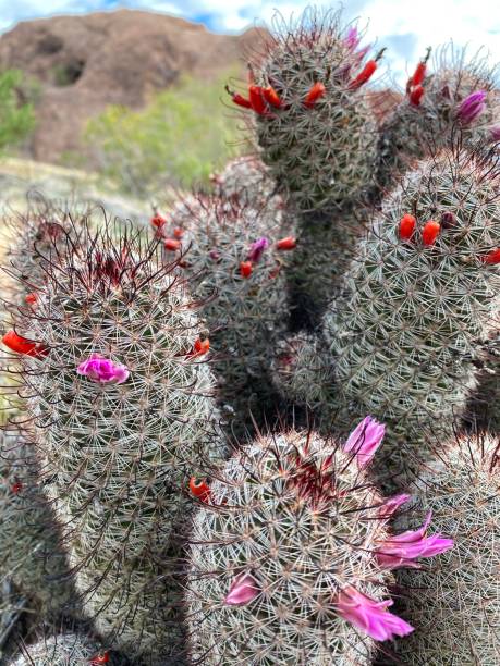 �고슴도치 선인장 - southwest usa cactus hedgehog cactus flower 뉴스 사진 이미지
