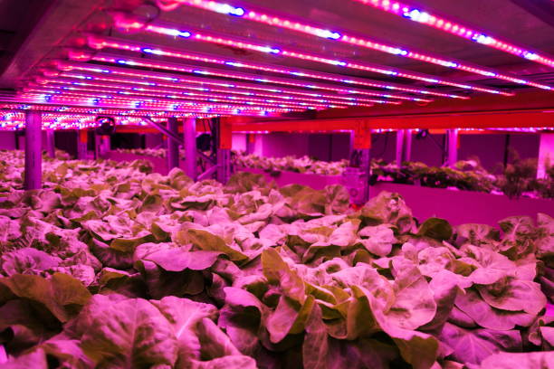 Special LED lights belts above lettuce in aquaponics system combining fish aquaculture with hydroponics, cultivating plants in water under artificial lighting, indoors Special LED lights belts above lettuce in aquaponics system combining fish aquaculture with hydroponics, cultivating plants in water under artificial lighting, indoors aquaponics photos stock pictures, royalty-free photos & images