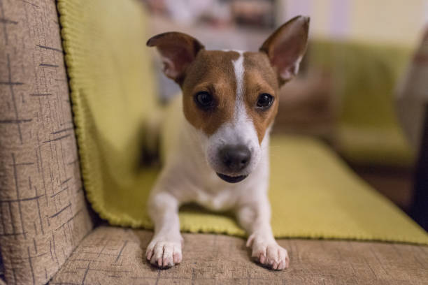istock Cute puppy indoors 1214556039
