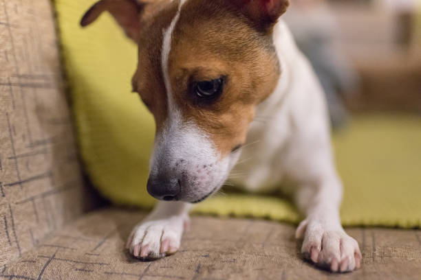 istock Cute puppy indoors 1214556070
