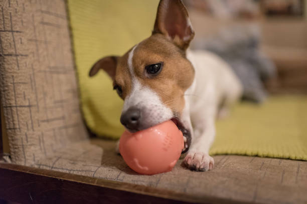 istock Cute puppy indoors 1214556153