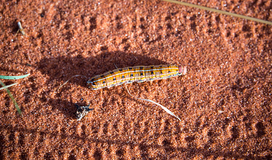 A colourful caterpillar walks across the desert sand of Australia’s Outback in the Watarrka National Park.