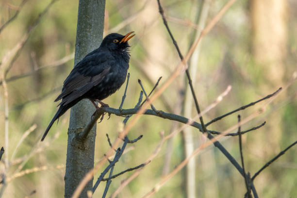 istock blackbird sits on a branch and looks into the camera 1214558256