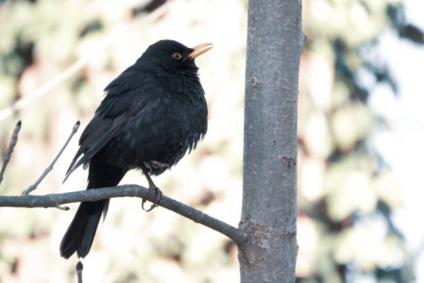 istock blackbird sits on a branch and looks into the camera 1214558273