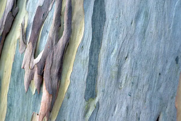 tree bark closeup texture