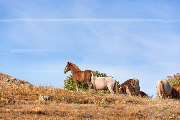 istock horses grazing on the horizon 1214558363