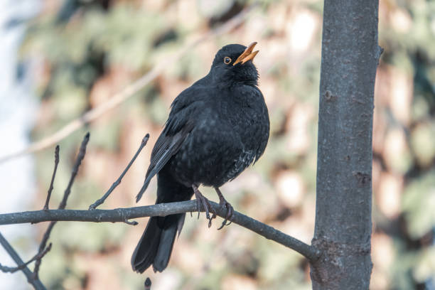 istock blackbird sits on a branch and looks into the camera 1214558364