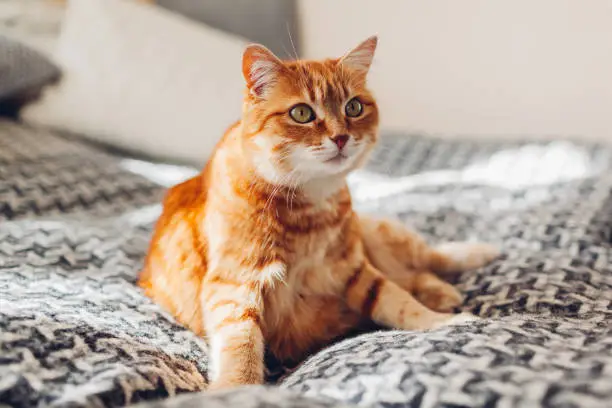 Photo of Ginger cat relaxing on couch in living room lying in funny pose on blanket. Pet enjoying sun at home