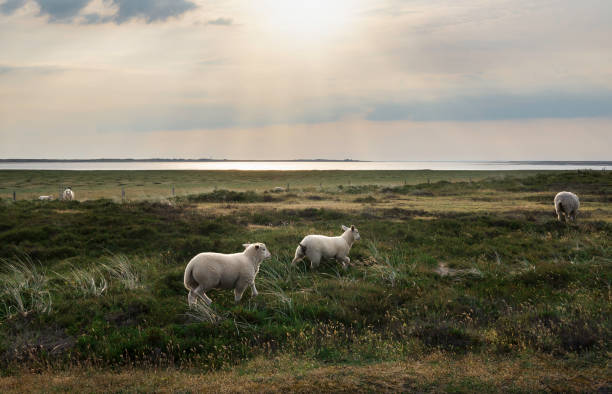 istock Lambs running and romping at sunrise on Sylt island 1214559691