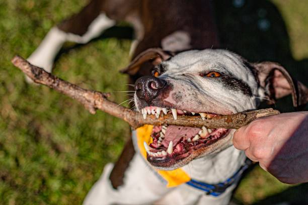 istock A white and brown dog holding a wooden stick 1214559759