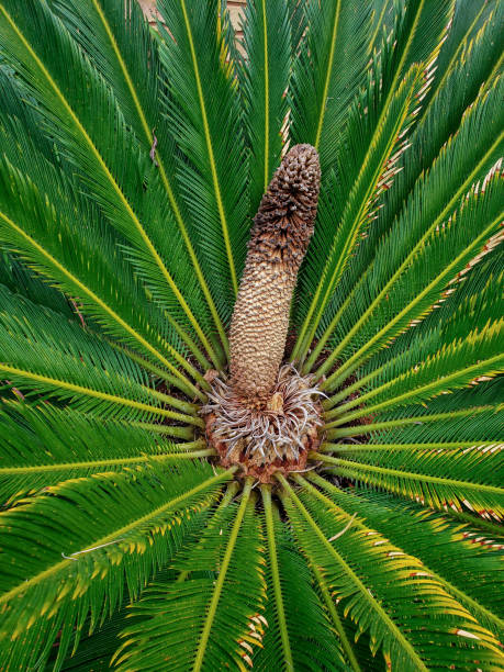 istock Male Cycad Plant 1214560420