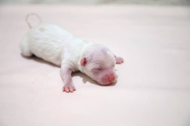 istock newborn cute puppy on a contrast background 1214560595
