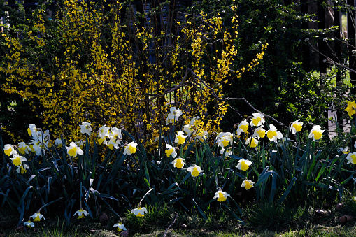 Low slanting sunlight early on a spring morning brings an atmosphere to this planted garden of white and yellow daffodils and forsythia.