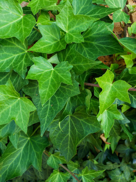 istock English Ivy 1214561190