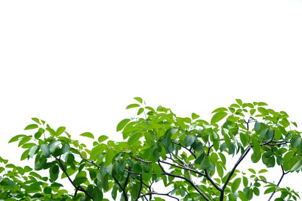 istock Tropical tree leaves with branches on white isolated background for green foliage backdrop 1214561446