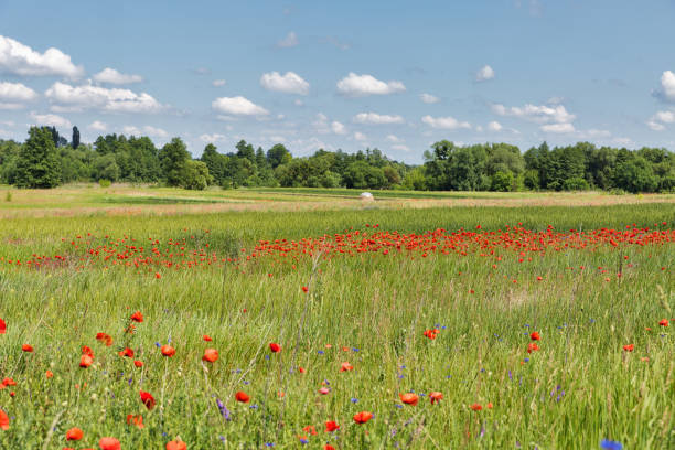 istock Summer landscape with wild poppies 1214561706
