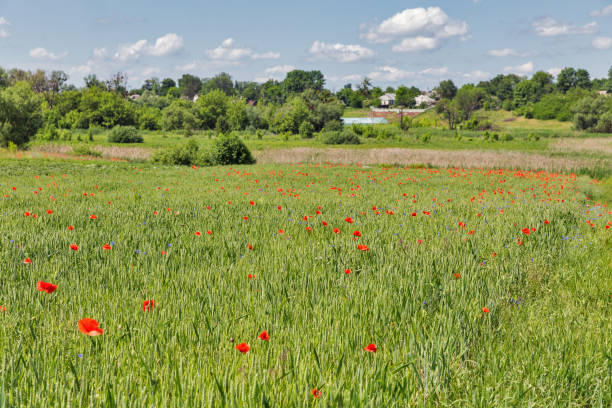 istock Summer landscape with wild poppies 1214561727
