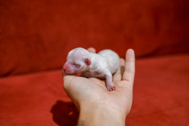 istock newborn cute puppy on a contrast background 1214561891