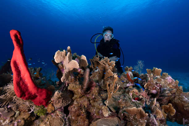 istock Marine life and diver 1214563169