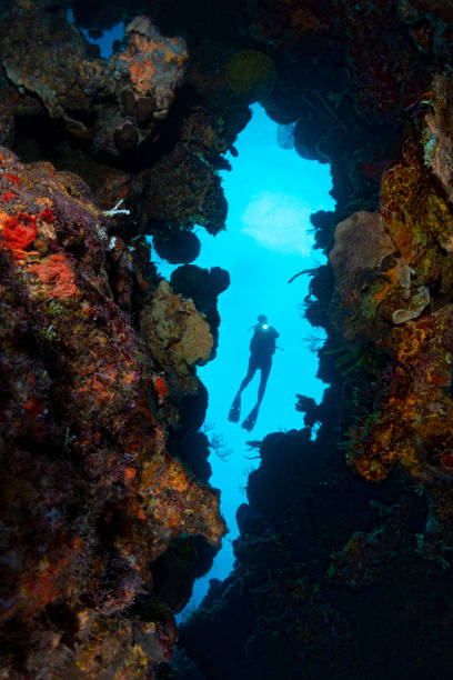 istock Diving in the Caribbean 1214563238
